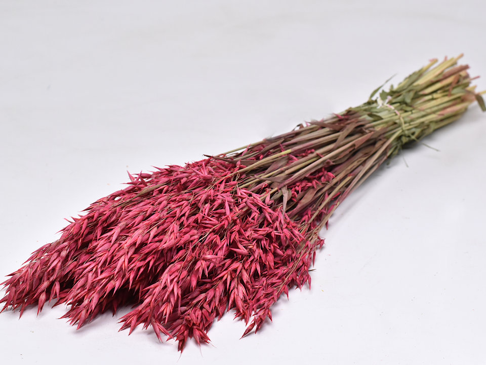 Dried Flowers Red 