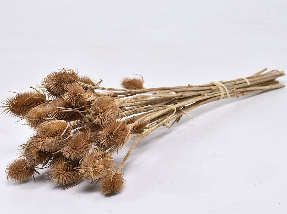 Brown Dried Flowers