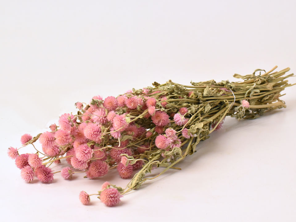 Dried Flowers Pink