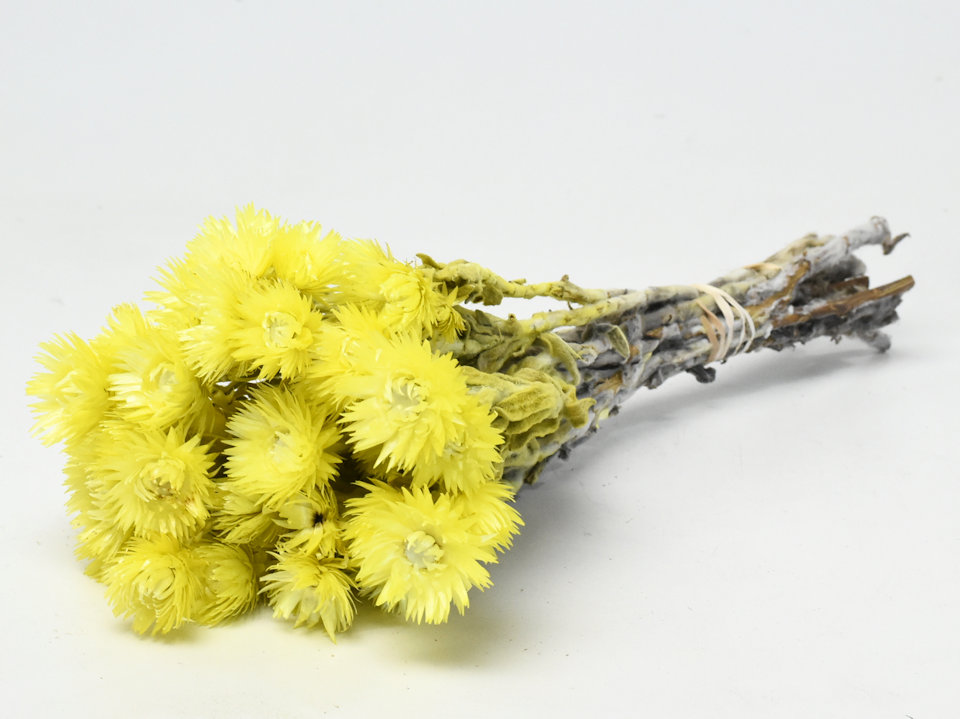 Dried Flowers Yellow 