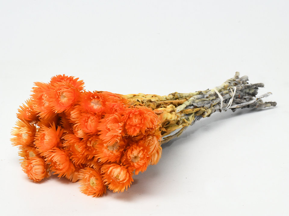 Orange Dried Flowers