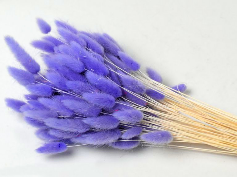 Dried Flowers Purple
