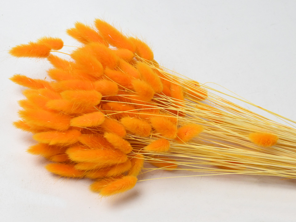 Dried Flowers Orange 