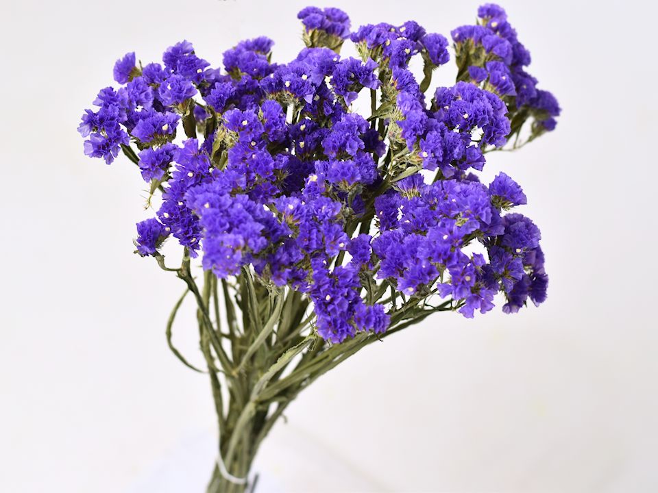 Purple Dried Flowers