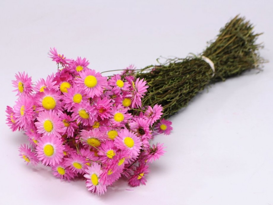 Pink Dried Flowers 