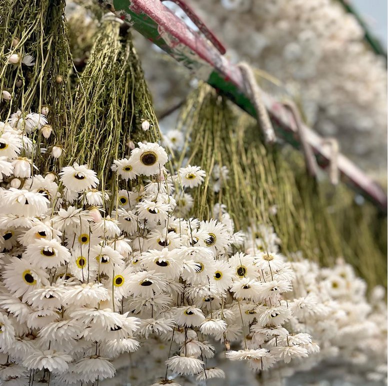 Droogbloemen inkopen