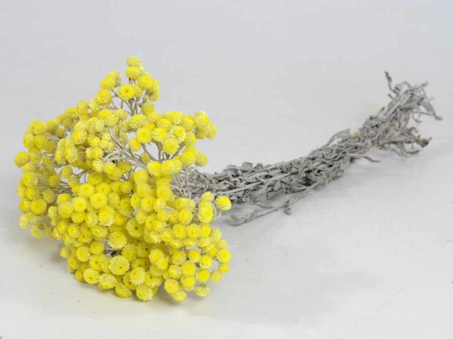 Yellow Dried Flowers