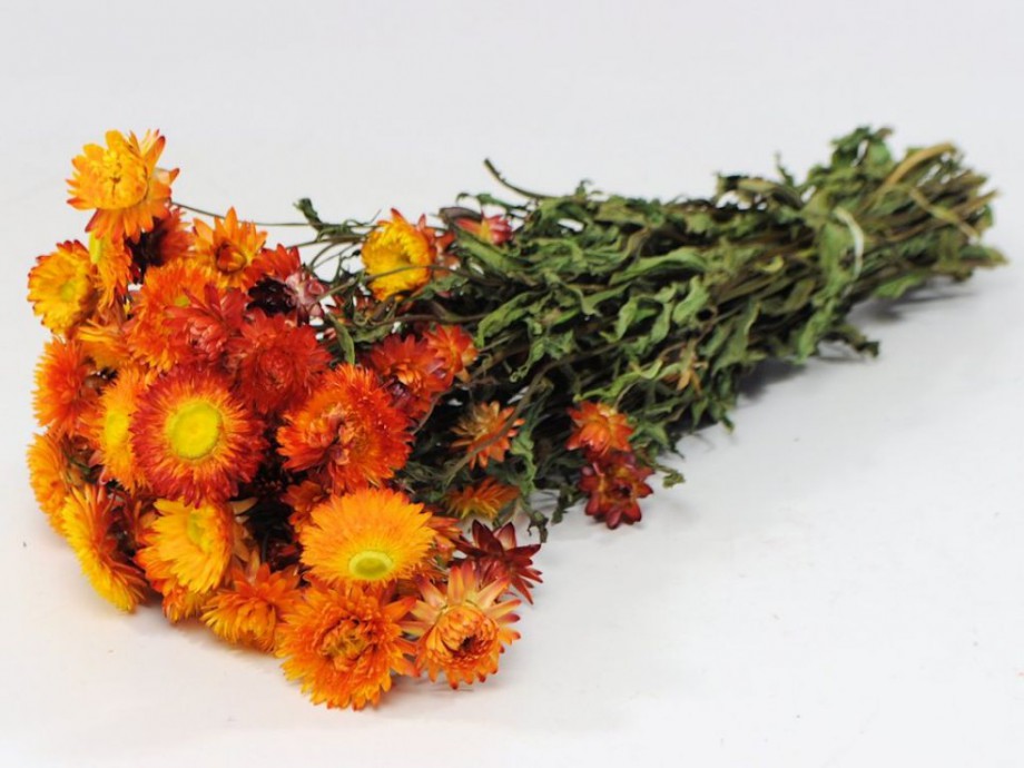 Orange Dried Flowers