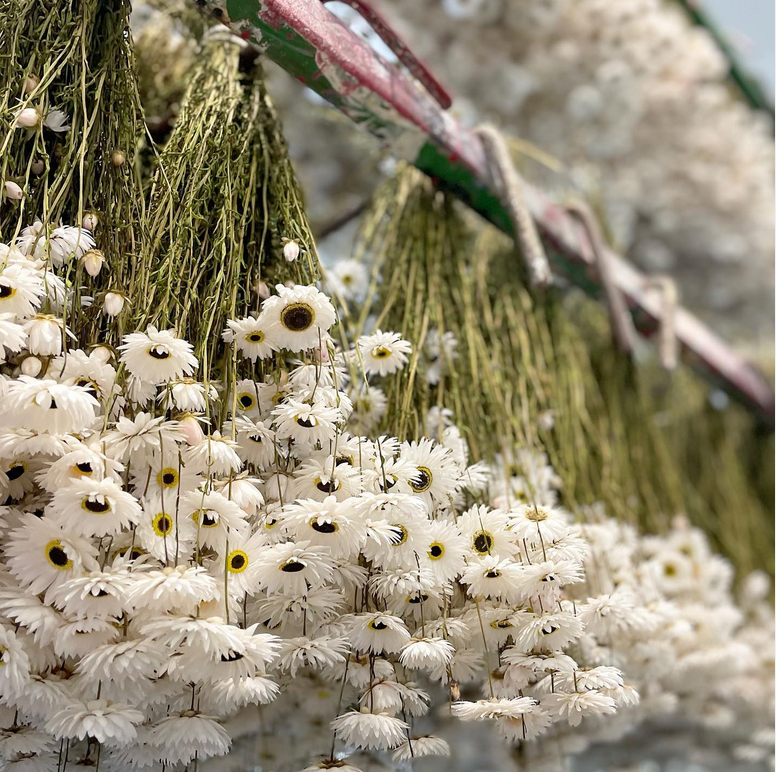 Trockenblumen großhandel Holland