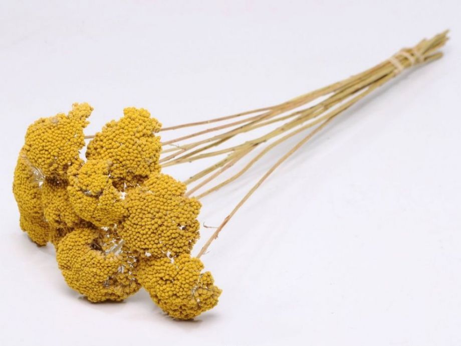 Yellow dry flowers
