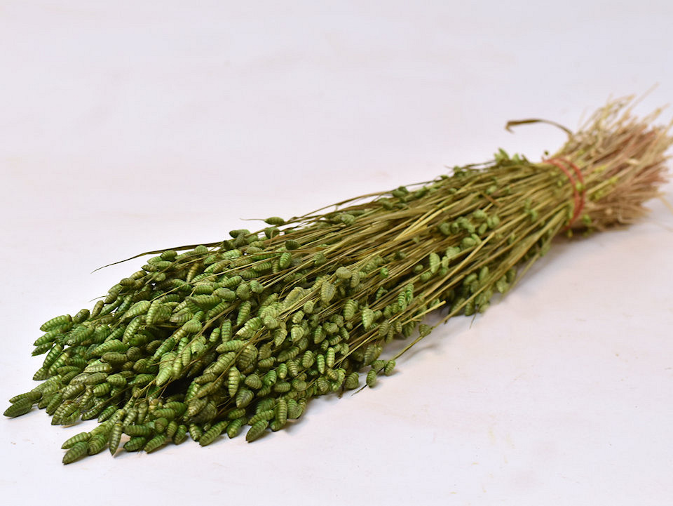 Briza Maxima 100gr. Groen