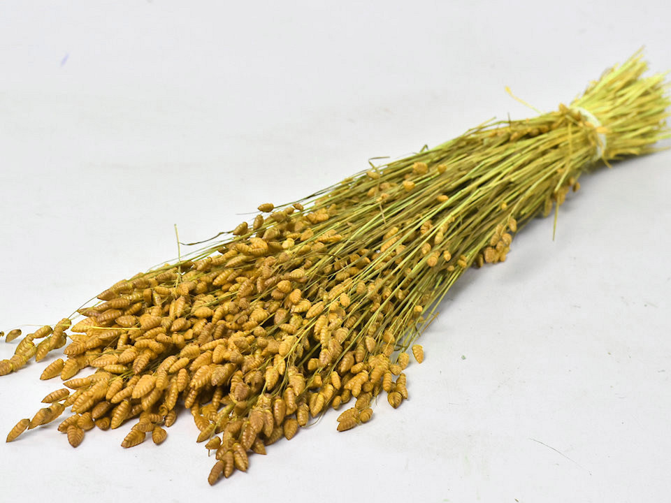 Briza Maxima 100gr. Geel