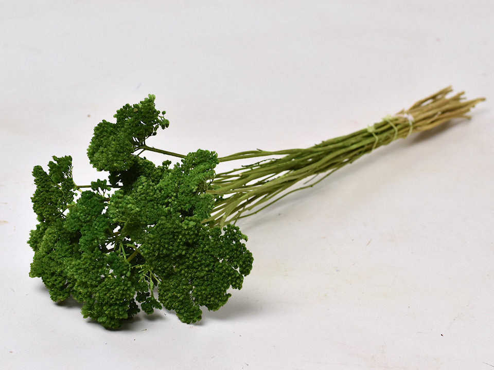 Achillea Filipendula 100gr. Vert