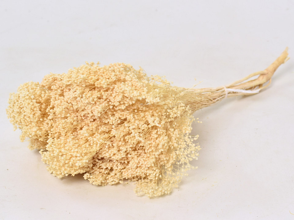 Broom Bloom Gebleekt 150gr.