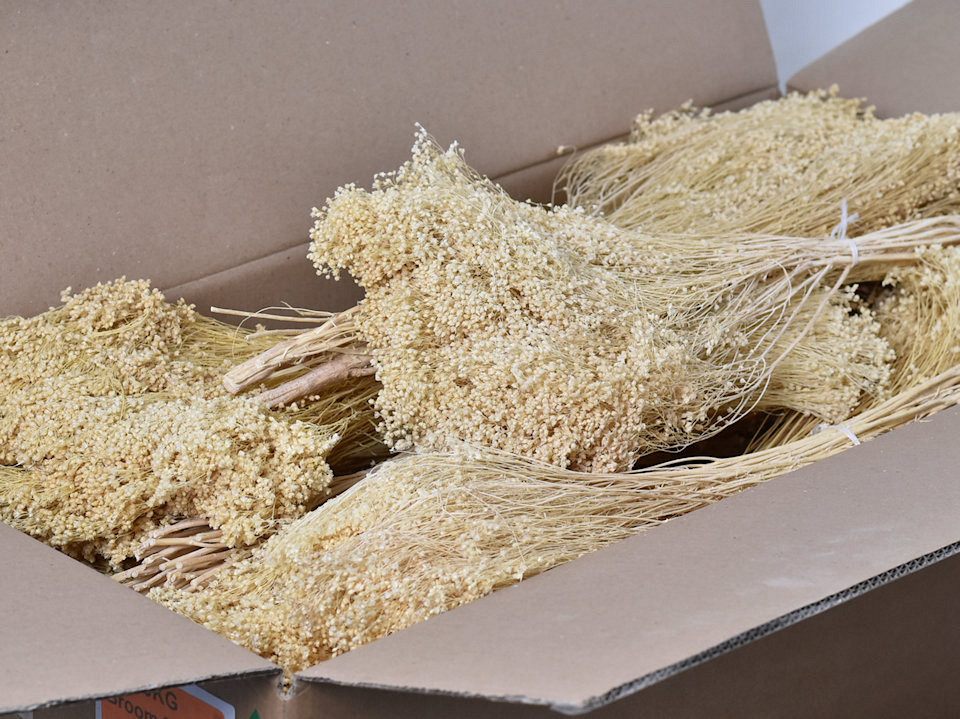 Broom Bloom Gebleekt 50cm PKG