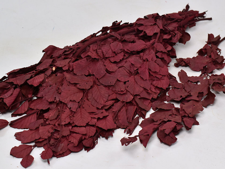 Feuille de Hêtre Rouge 1kg