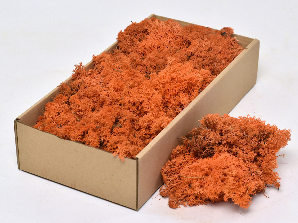 Cladonia stabilisé Orange 500gr.