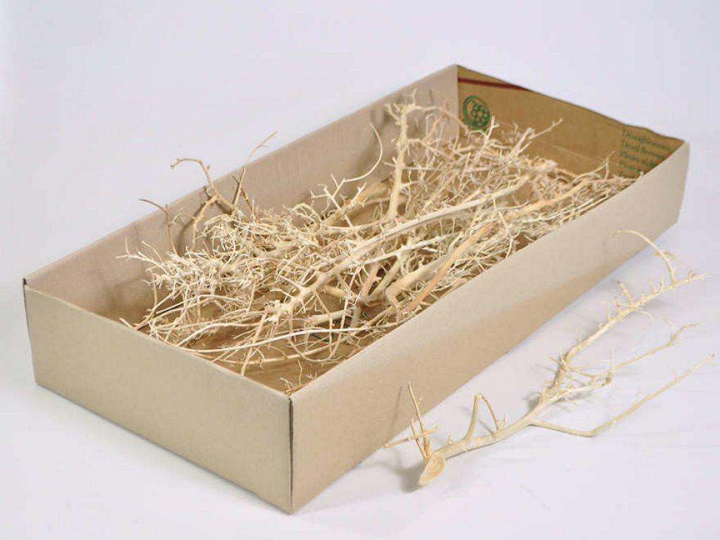 Coral Wood 15pcs