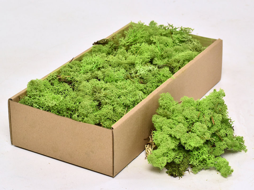Cladonia stabilisé Vert Clair 500gr.