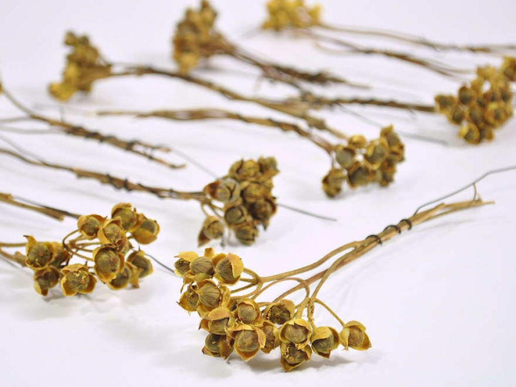 Asar Branches 25cm