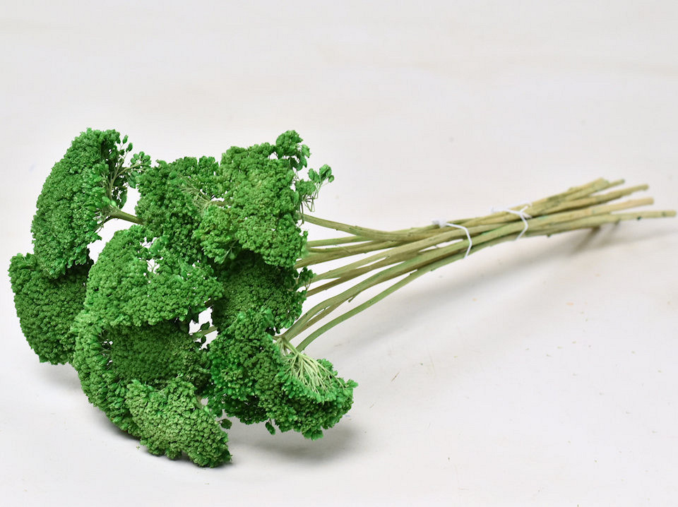 Achillea Groen 60cm