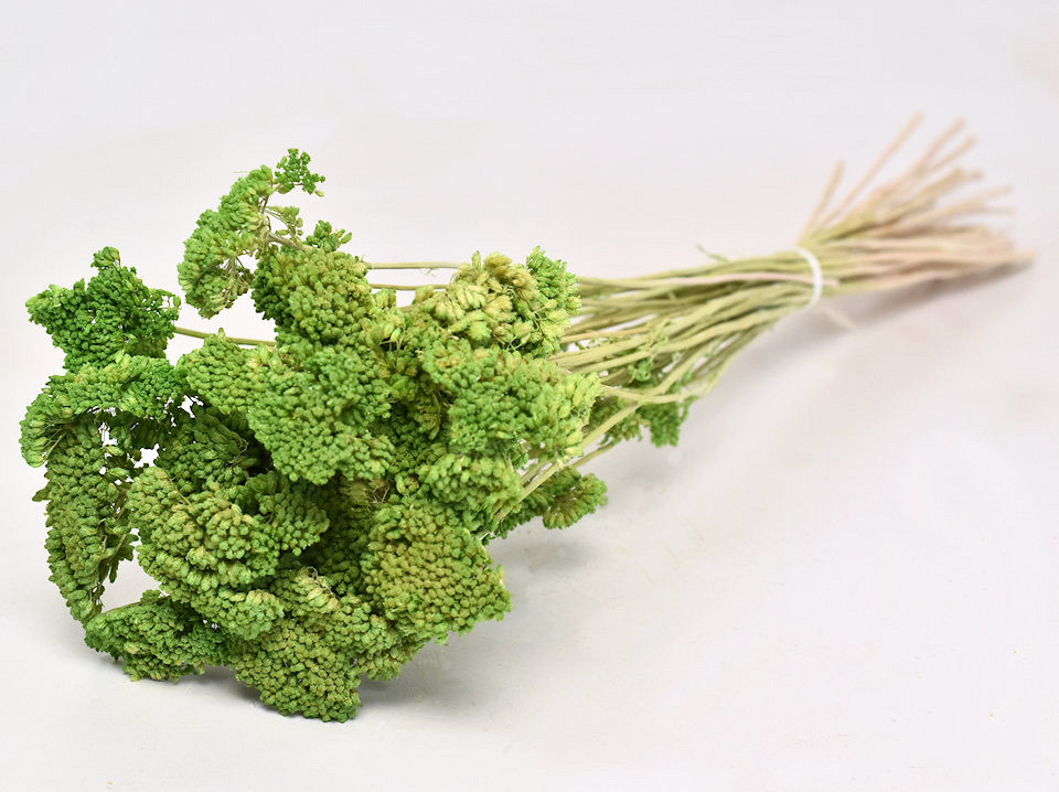 Achillea Nobilis 60cm Limoengroen
