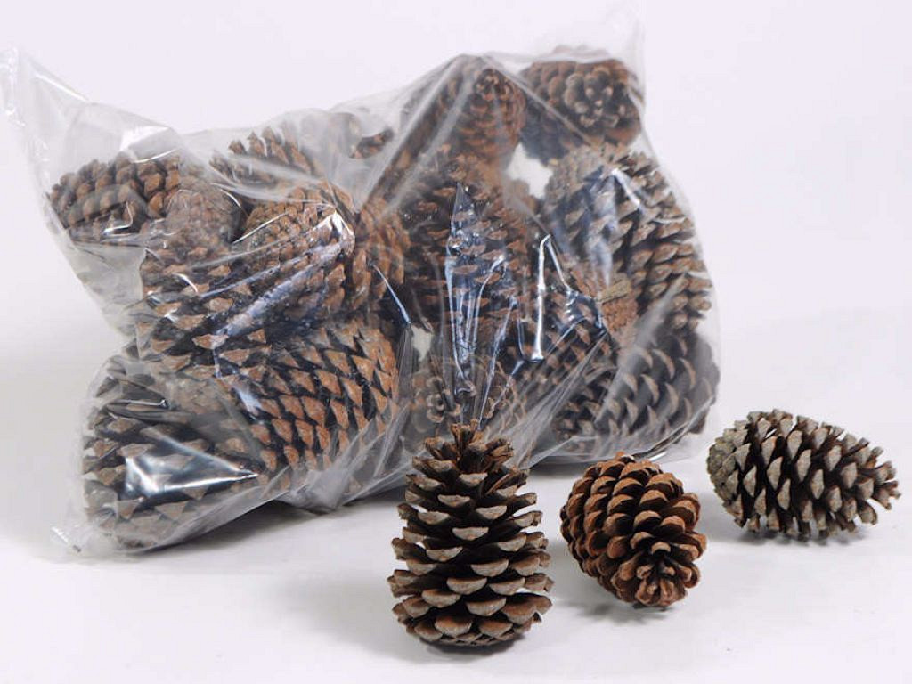 Pinus Maritima