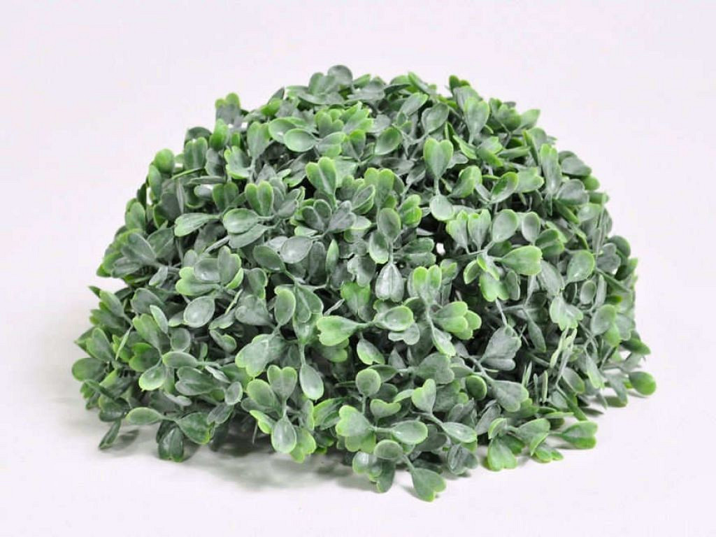 Buxus Demi Boulle 20cm