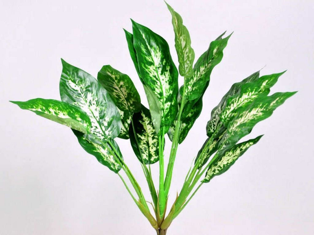 Dieffenbachia Plant 50cm