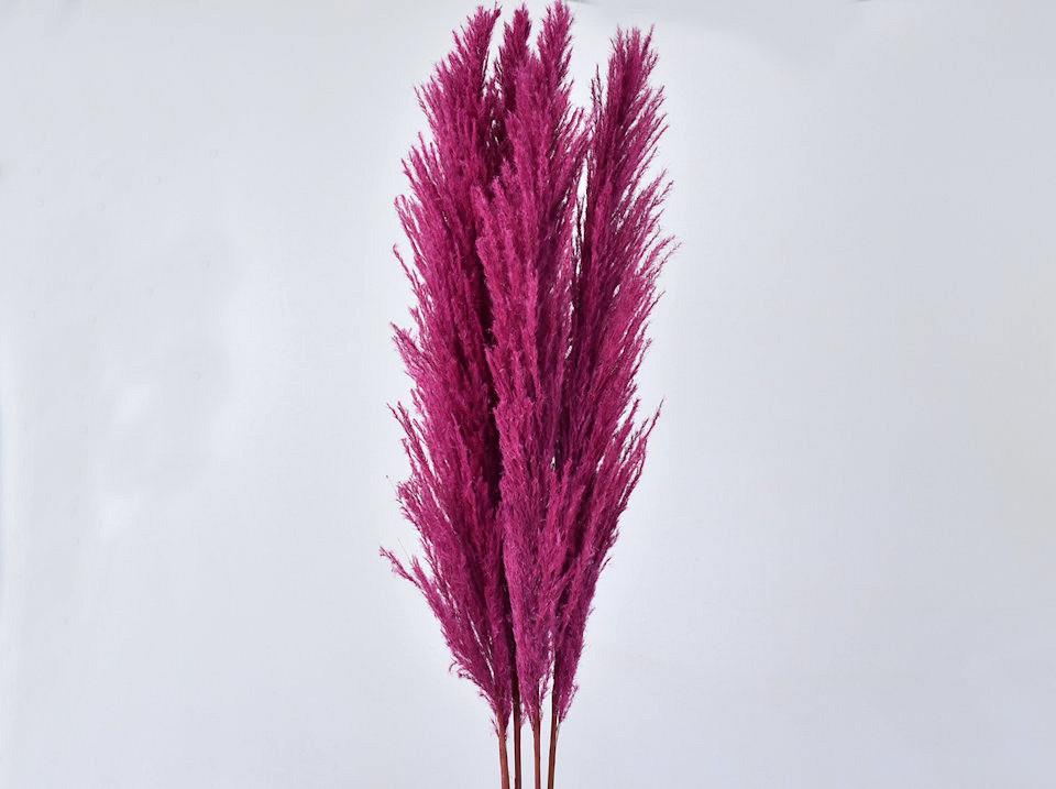 Herbe de la pampa 90-110cm Rose