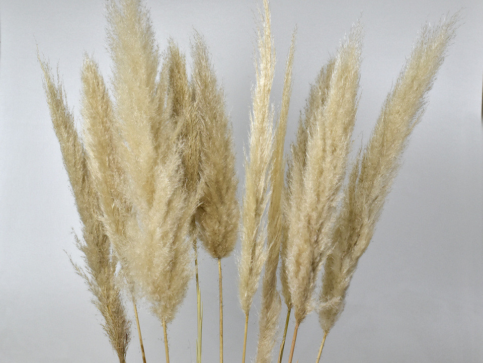 Pampas gras 90-110cm Mix