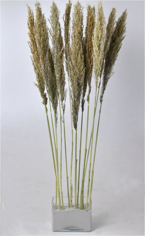 Arundo Mix 110cm