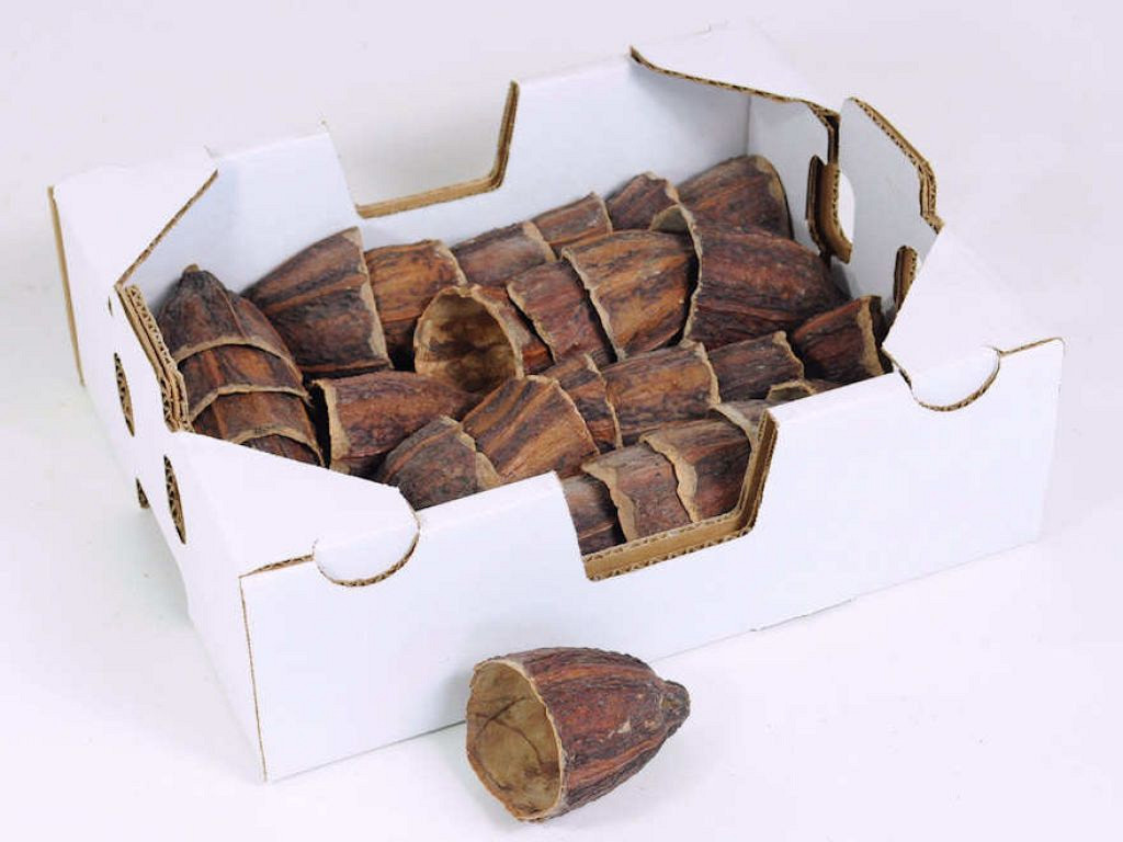 Cacao Cup 7-10cm