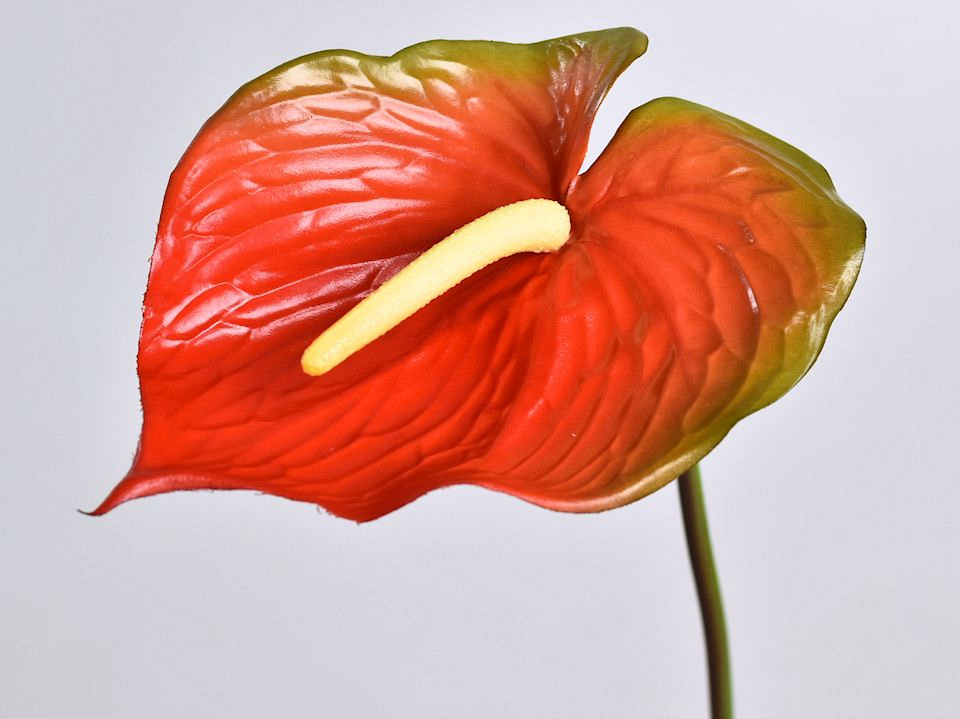 Anthurium 70cm-18cm Rood