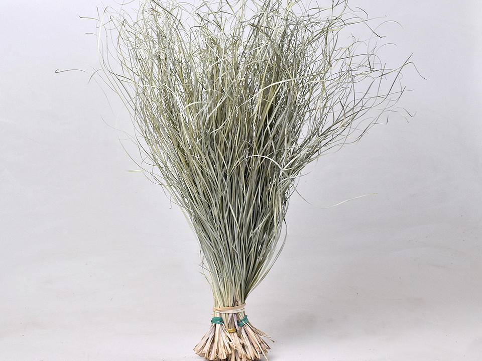 Berengras 70cm XL +/- 375gr.