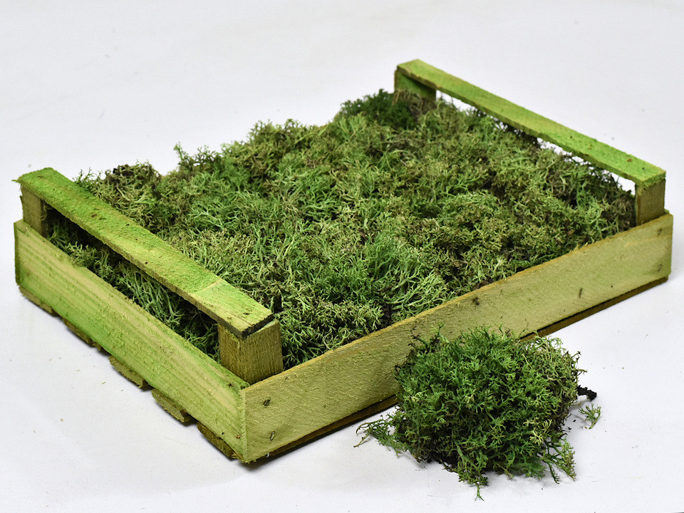 Lichen Argent Vert Forêt (Caisse 37x28cm)
