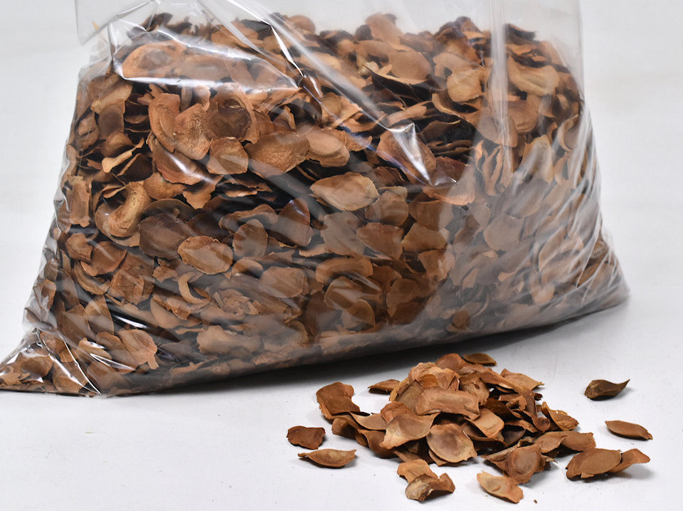 Mehogany Seeds KG
