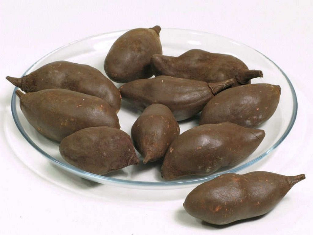 Baobab Bruin 8-14cm