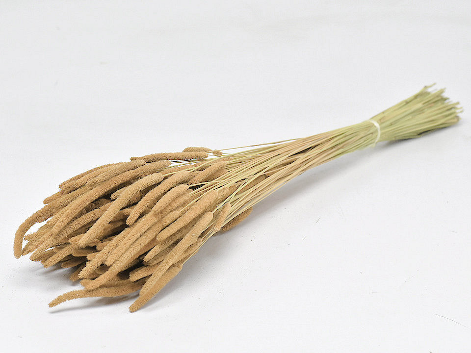 Phleum 100gr. Sable