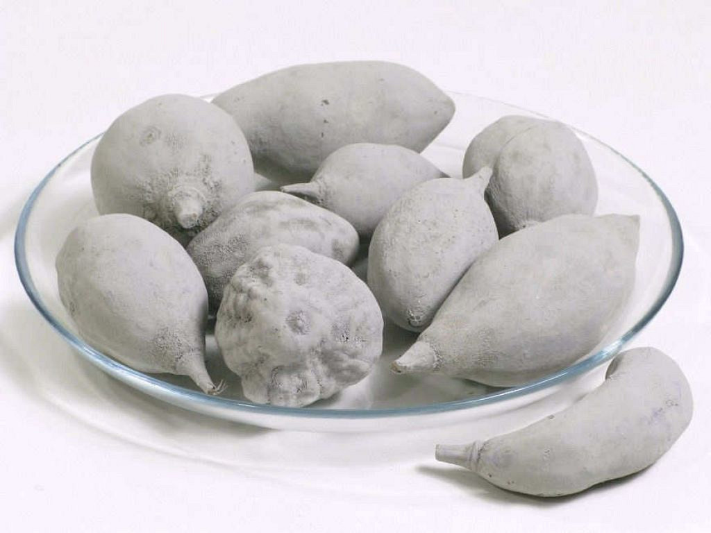 Baobab Gris 8-14cm