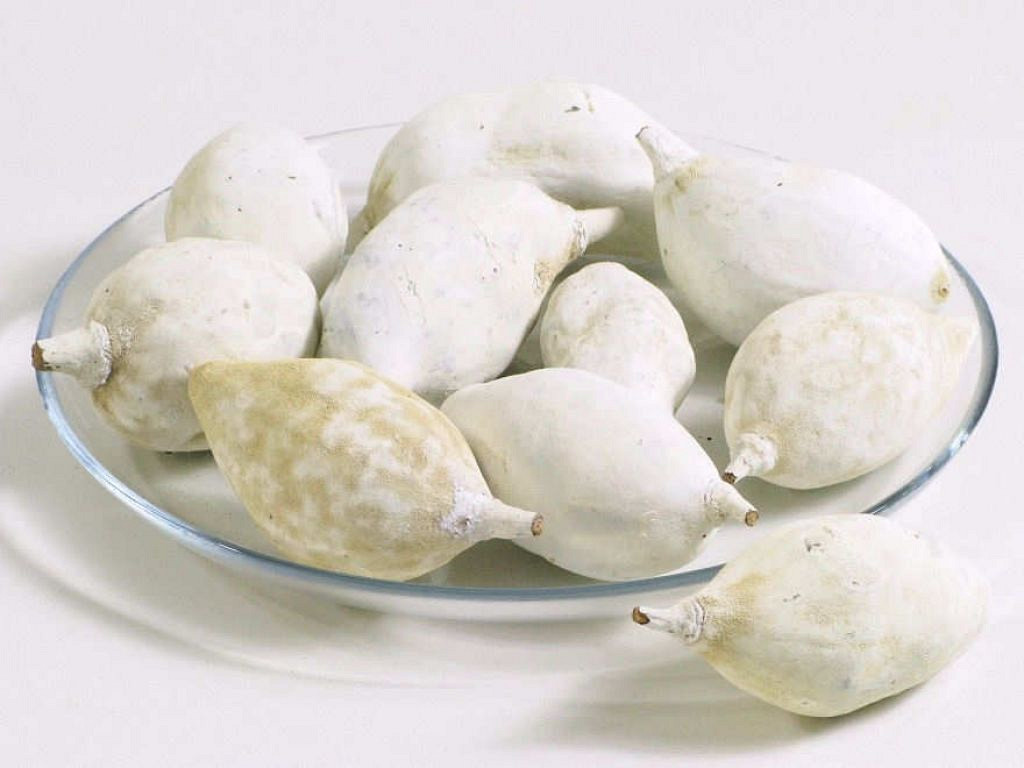 Baobab Wit 8-14cm
