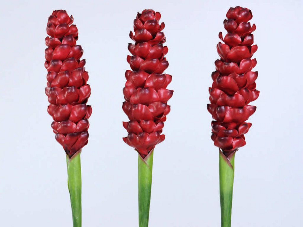 Alpinia 90cm rouge