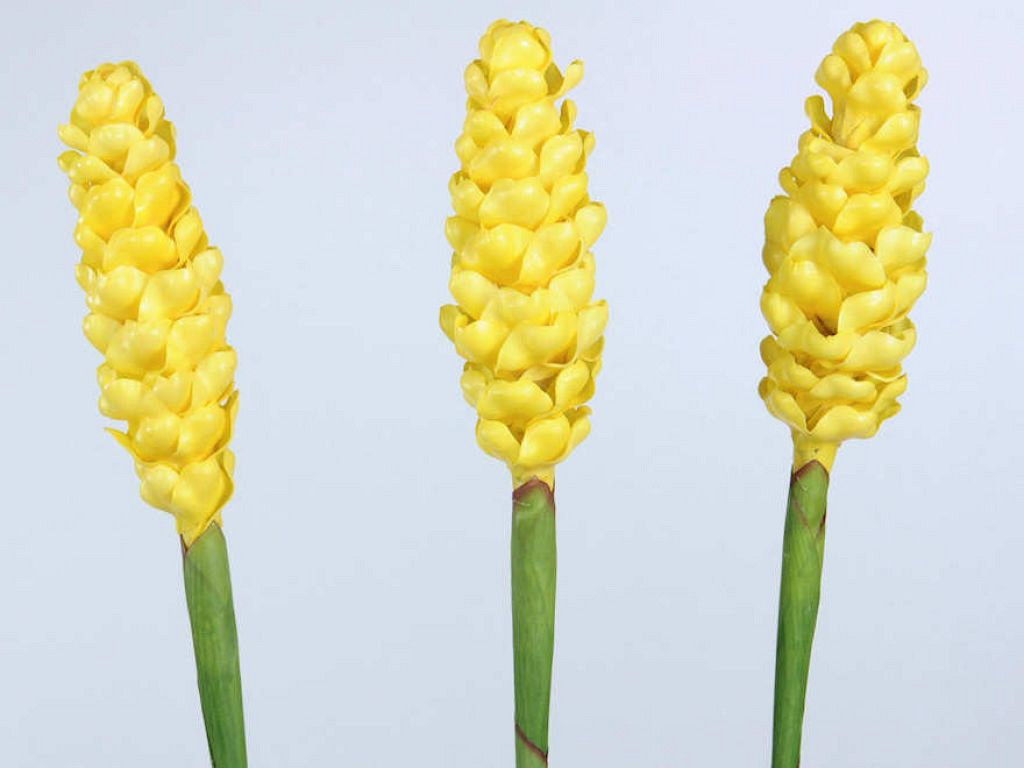 Alpinia 90cm jaune