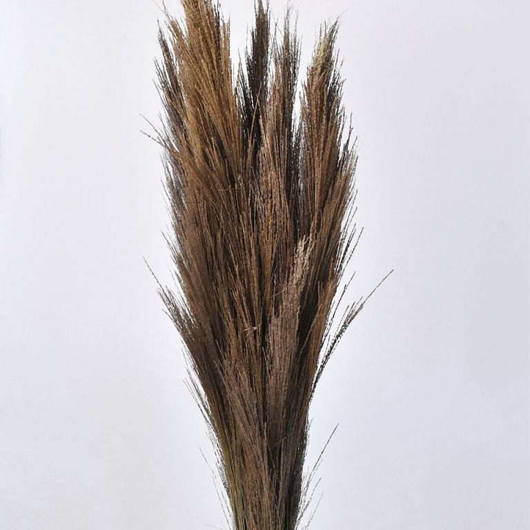 Gynerium 250gr. 100cm