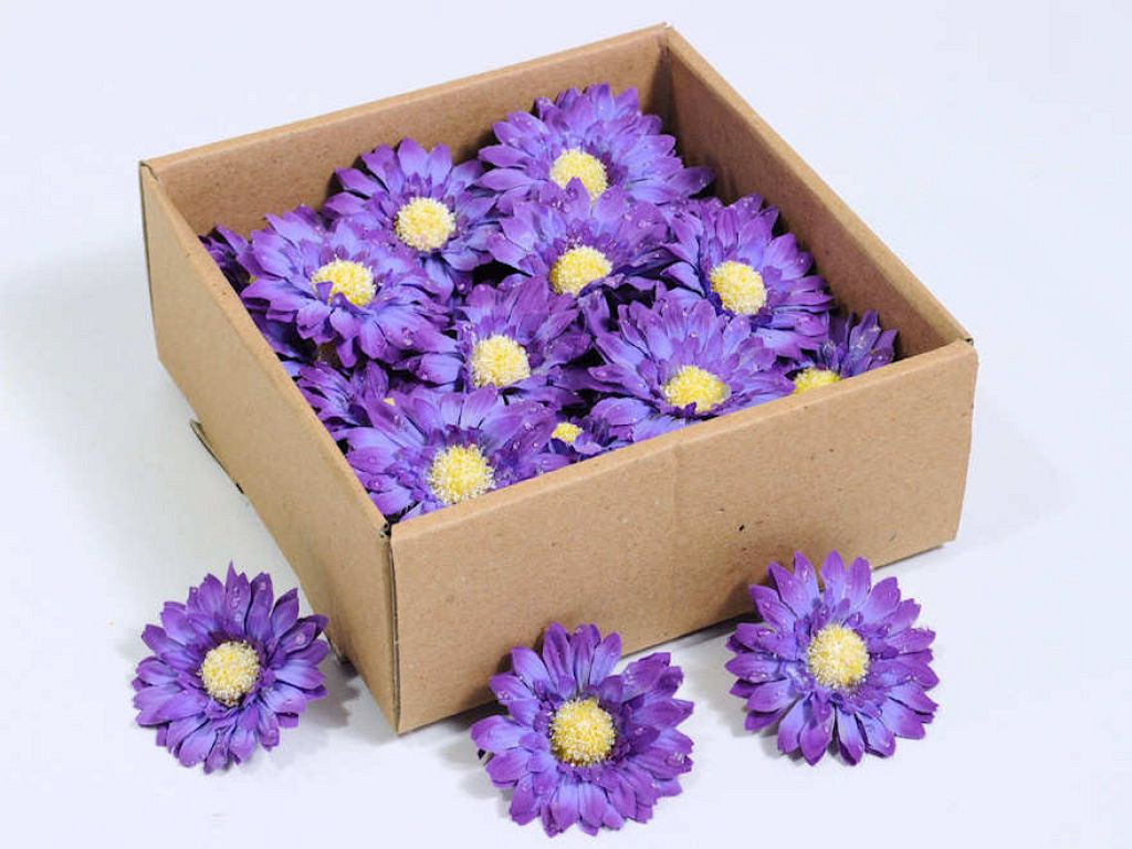 Gerbera 7cm pourpre 50-Pack