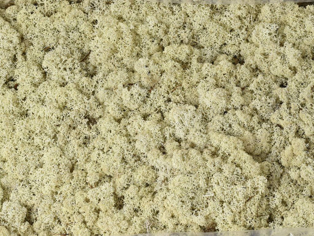Lichen Stabilisé par kg
