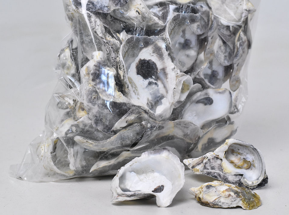 Coquillages Huître Talaba 1kg