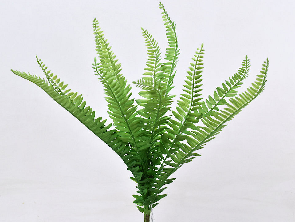 Boston Fern 48cm
