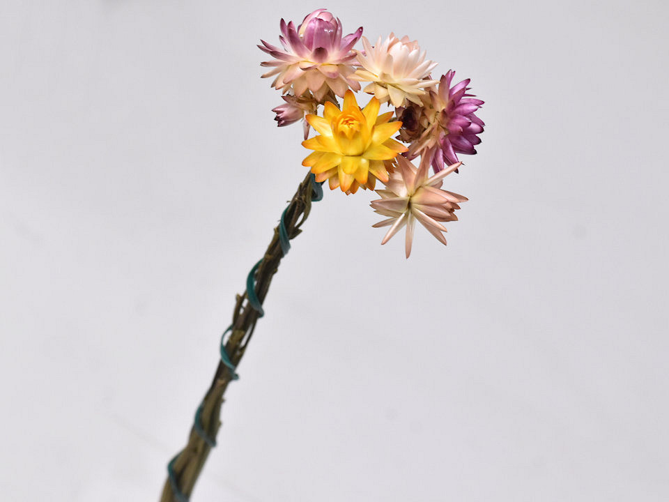 Minibosje Helichrysum 5St. 30cm
