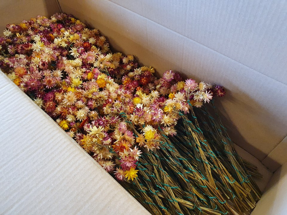 Minibosje Helichrysum 5St. 30cm